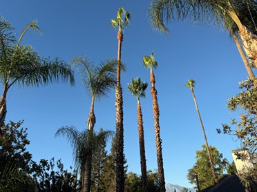 Tree Work 1