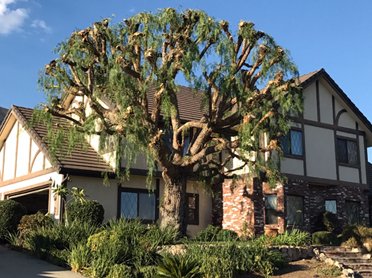 Tree Work 2