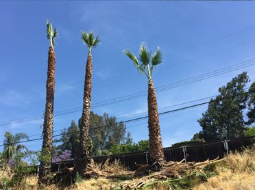 Tree Work 3